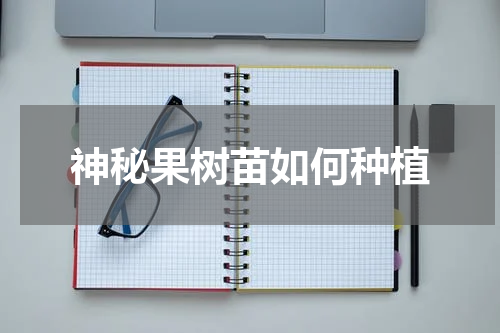 神秘果树苗如何种植