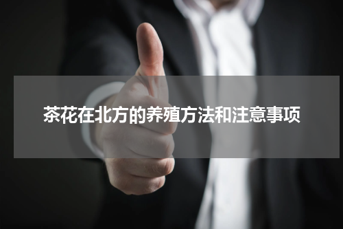 茶花在北方的养殖方法和注意事项