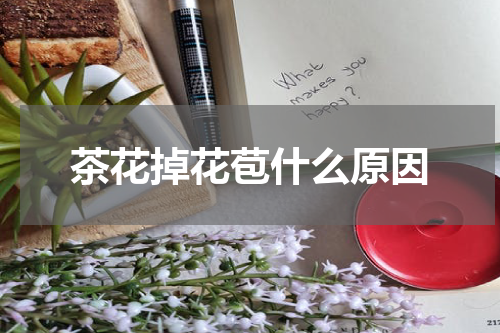 茶花掉花苞什么原因
