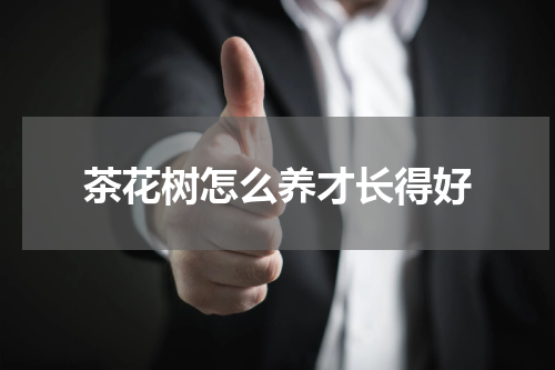 茶花树怎么养才长得好