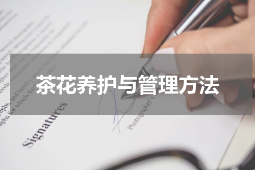 茶花养护与管理方法