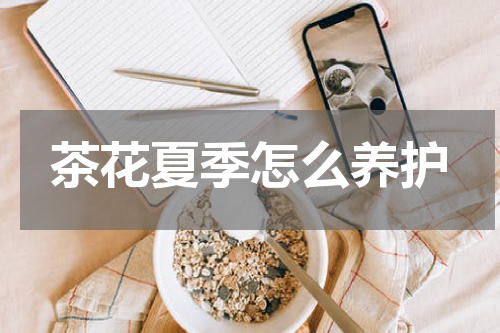 茶花夏季怎么养护