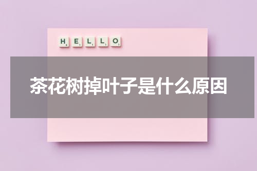 茶花树掉叶子是什么原因
