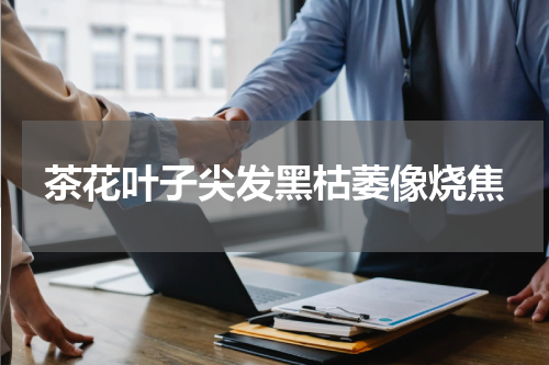 茶花叶子尖发黑枯萎像烧焦