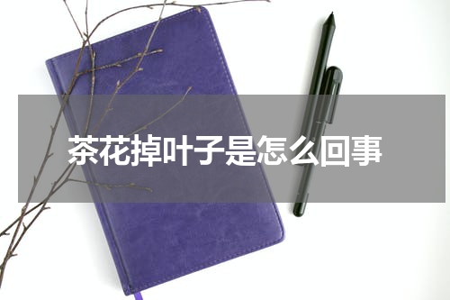 茶花掉叶子是怎么回事