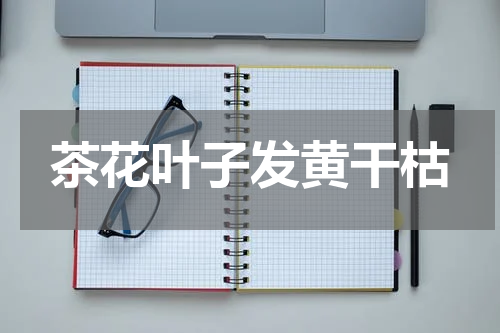 茶花叶子发黄干枯